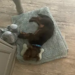 Shih tzu/chihuahua puppy mix