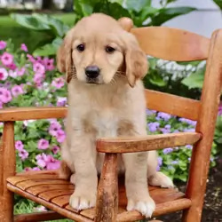 Purebred Golden Retriever Puppy-10 Weeks Old -Male