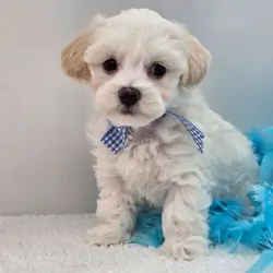 Male Maltipoo puppy for sale name Gator