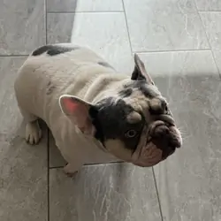 French Bulldog