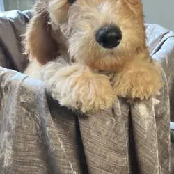 Beautiful Goldendoodle Girl Puppy