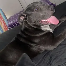 In need of forever home