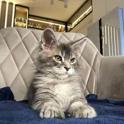 Sonic(Maine coon kitten)