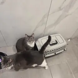 2 adult cats