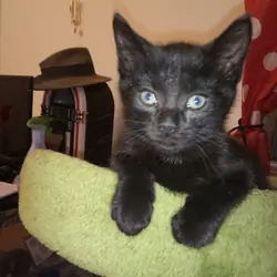 Adorable boy kitten