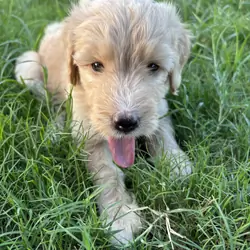 Goldendoodles