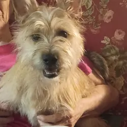 MALE PUPPY