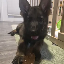 German Shepherd Puppy