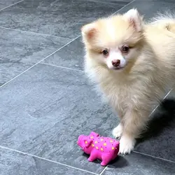 Teacups Pomeranian Puppies