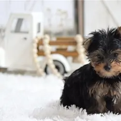 Home Raised Yorkshire Terrier Puppies