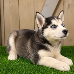 Black An White Siberian Husky Puppies