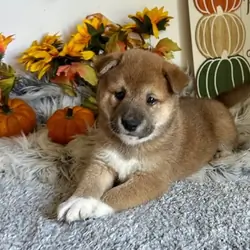 Humble Shiba Inu Puppies