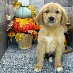 Cute Golden Retriever Puppies