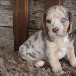Pockets Beagle Puppies For Sae