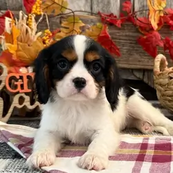 Cavalier Kin Charles Puppies
