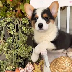 Pembroke Welsh Corgy Puppies For Sale