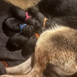 AKC German Shepherd Puppies