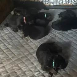 AKC German Shepherd Puppies