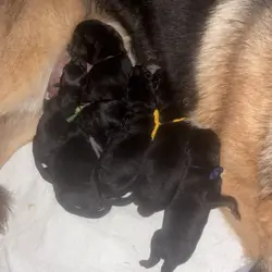German Shepherd Puppies AKC