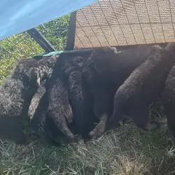 German Shepherd Puppies AKC