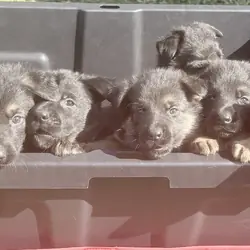 German Shepherd Puppies AKC