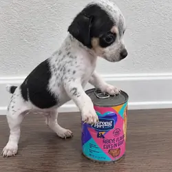 Chihuahua puppies