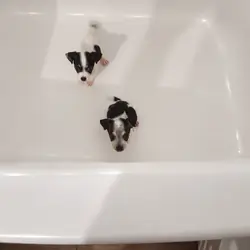 Chihuahua puppies