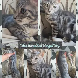 The Leopard's Den Bengal kittens!