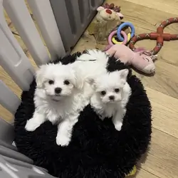 Lovely Maltese puppies looking for a new home.