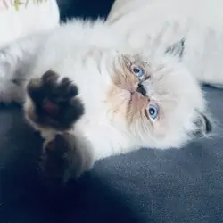 Small Persian Kittens For Sale