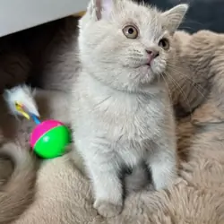Stunnin British Shorthaire Kittens