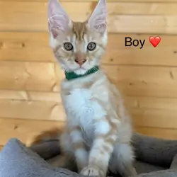 Main Coon Kittens  Ready
