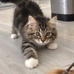 Pure Breed Siberian Kittens