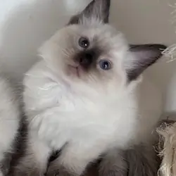 Charming Ragdoll Kittens