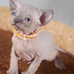 Haireless Sphynx Kittens Ready For Sale