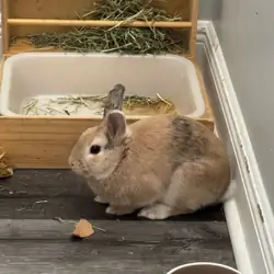 Sweet 1 Year Old Male Bunny Litter Trained.