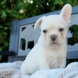 Boys/Girls French Bulldog Puppies