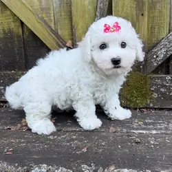 Clean White Bichon Frise Puppies