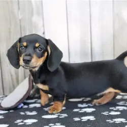 Pra Clear Dachshund Pups