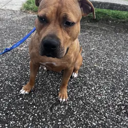 Dog, staffy mix