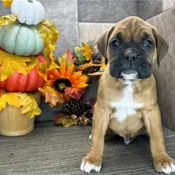Brindle Boxer Puppies