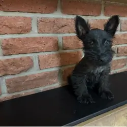 Potty Trained Scottish Terrier Puppies