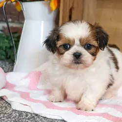 Playmate Shih Tzu Puppies For Sale