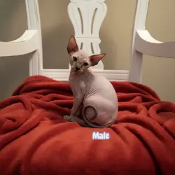 Sphynx Kittens