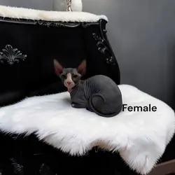 Sphynx Kittens