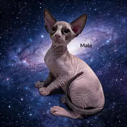 Sphynx Kittens