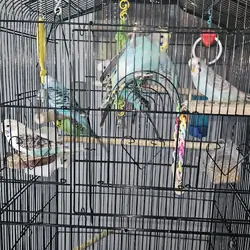 Young parakeets