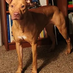 American Pitbull Terriers