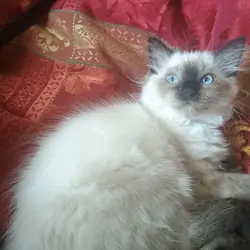Siamese Kittens for Sale