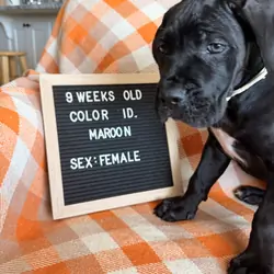 Cane Corso Puppies